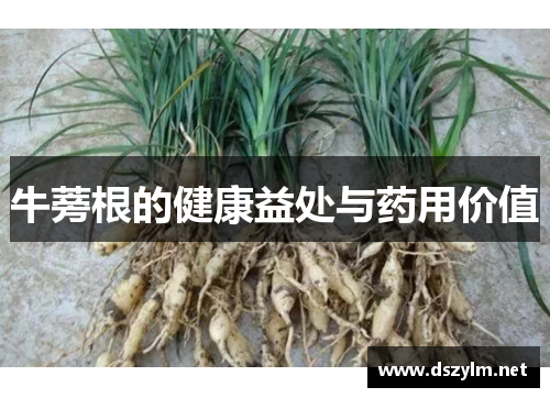 牛蒡根的健康益处与药用价值